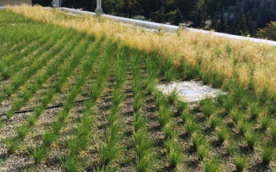 CHU Sainte-Justine Growing up healthy